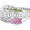 Mt Rushmore Black Hills White Gold Family Jewelry Leaf and Grape Cluster Ring with 2-6, 3.5mm Synthetic Birthstones – WG908-SY - Image 2