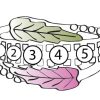 Mt Rushmore Black Hills White Gold Family Jewelry Leaf and Grape Cluster Ring with 2-6, 3.5mm Synthetic Birthstones – WG908-SY - Image 6